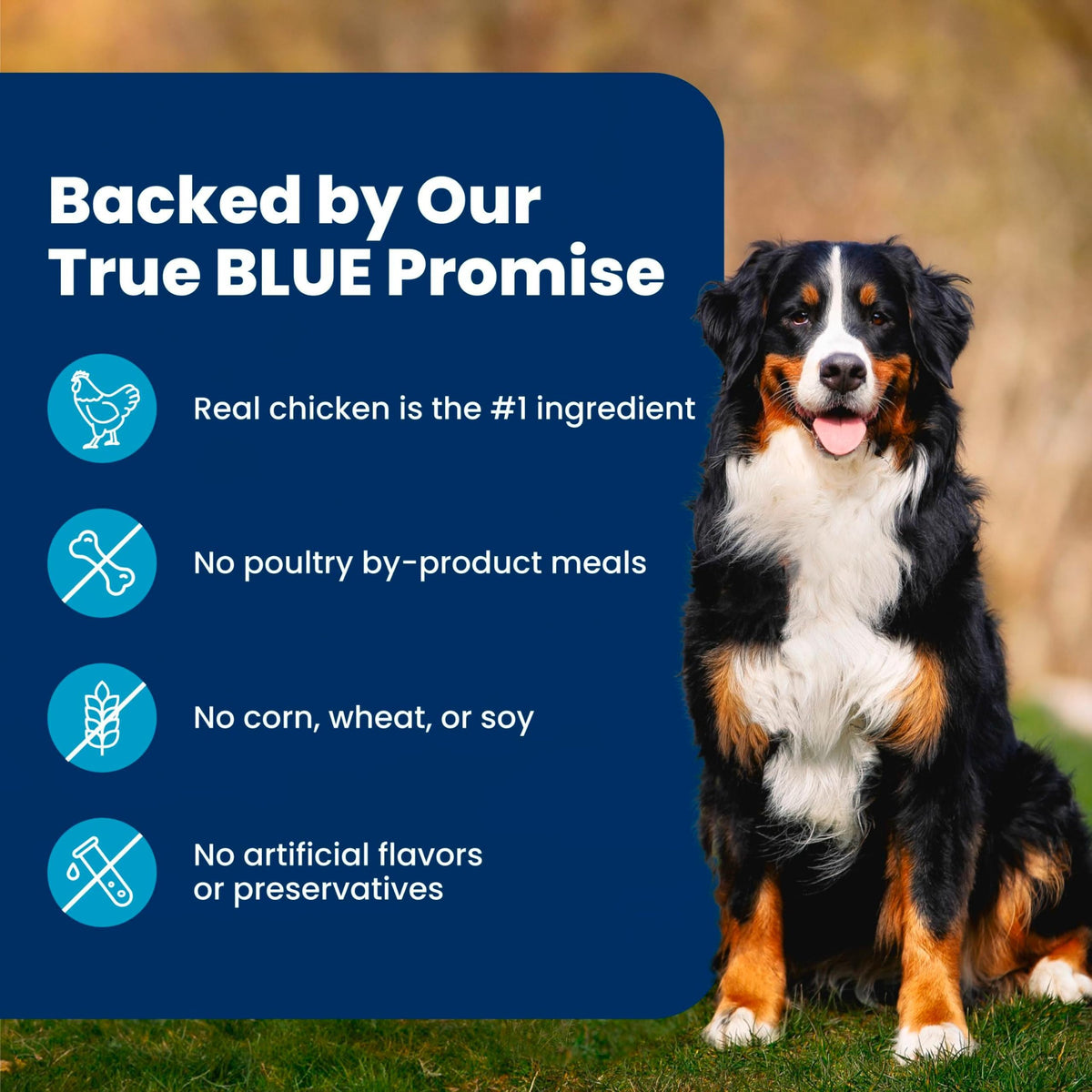 Chicken Adult Dry Dog Food 5 lb Z3123