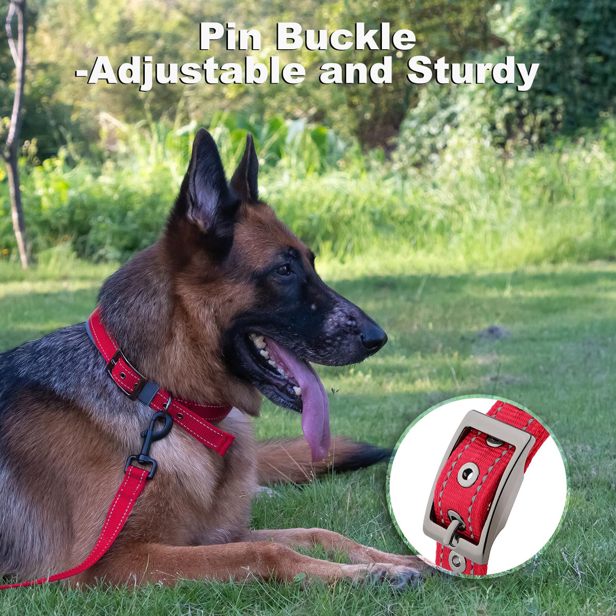 Personalized Dog Collar L64793