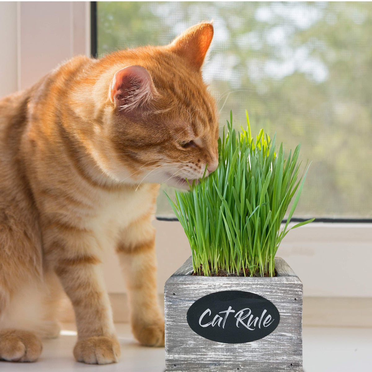 Organic Wheatgrass Seed & Soil Cat Grass Kit N820005
