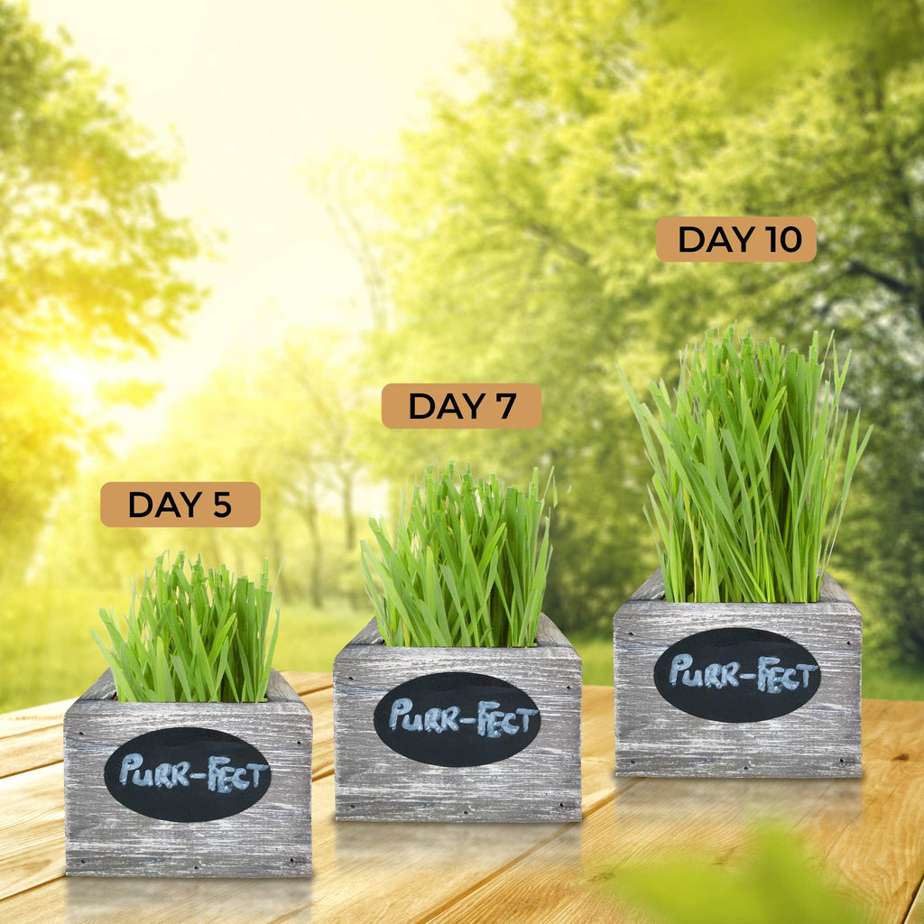 Organic Wheatgrass Seed & Soil Cat Grass Kit N820005